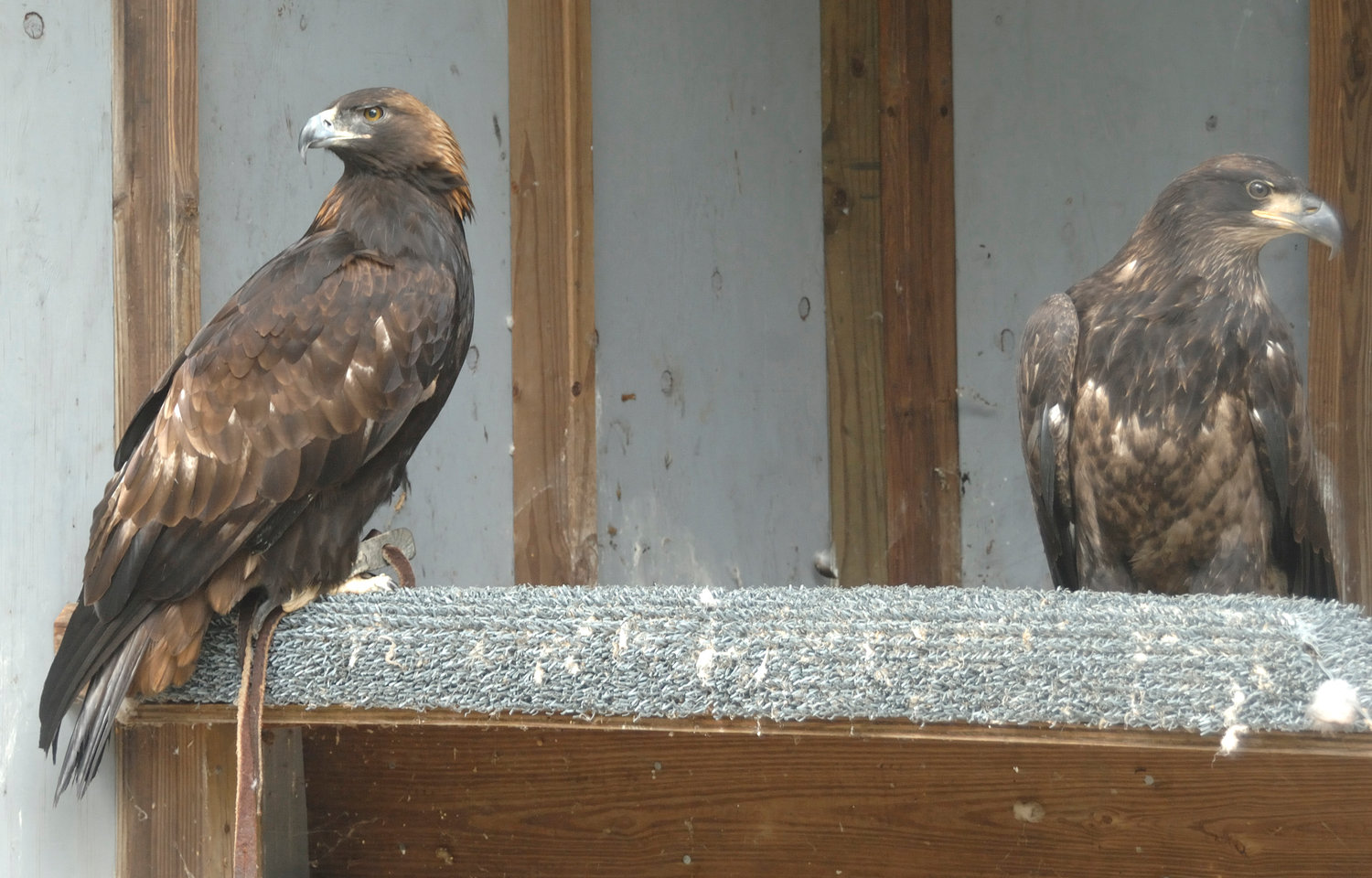 At first appearance, these two eagles at the Delaware Valley Raptor Center appear to be two immature bald eagles. However, notice the iridescence of the head, hinting of bronze (less obvious as the bird is in a shaded flight enclosure) and the shorter bill of the eagle to the left. It is an adult golden eagle. The eagle to the right is a fledgling bald eagle; its longer bill is the most notable difference.